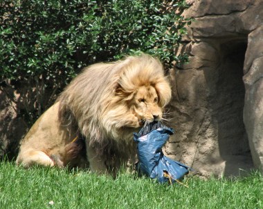 (ein tag im zoo)