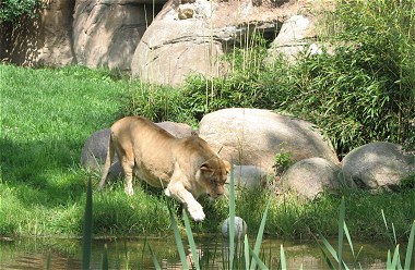 (ein tag im zoo)