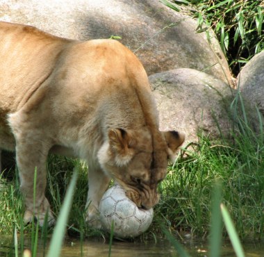 (ein tag im zoo)