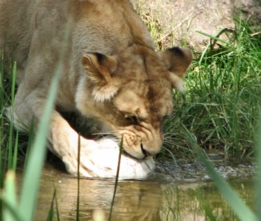 (ein tag im zoo)