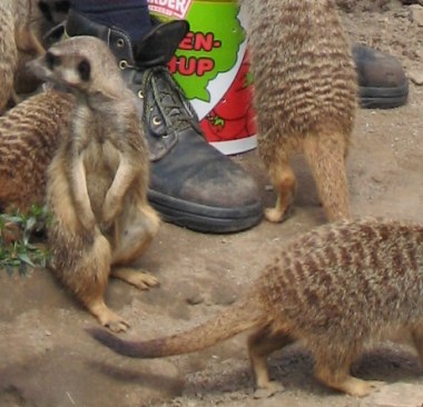 (ein tag im zoo)