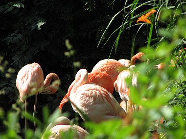 (ein tag im zoo)