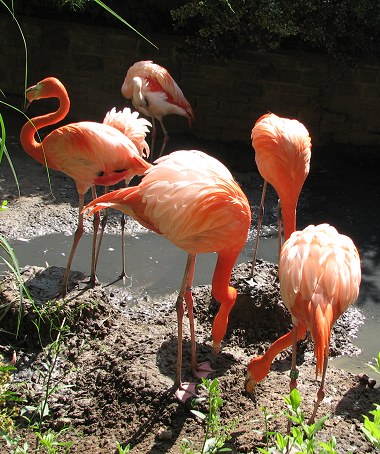 (ein tag im zoo)