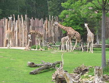 (ein tag im zoo)
