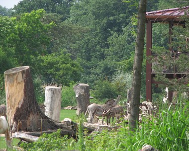 (ein tag im zoo)