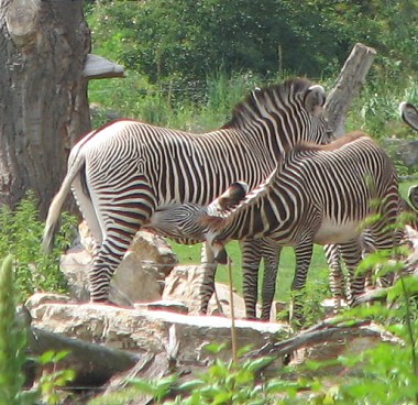 (ein tag im zoo)